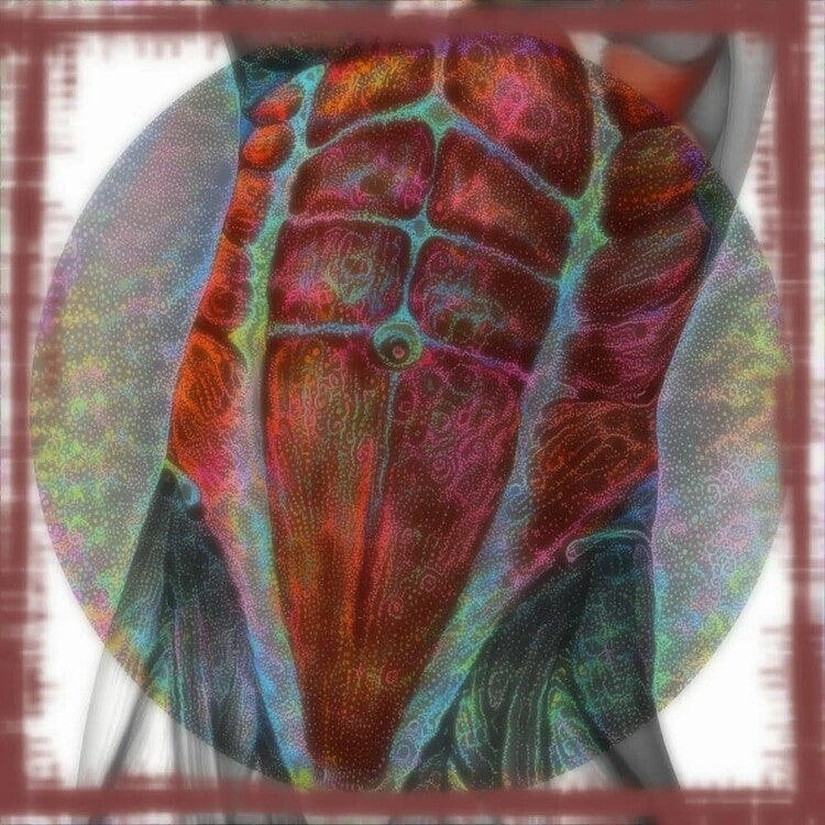 The Acquisition Of Abdominal Definition