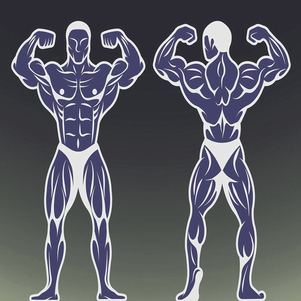 back and chest