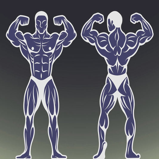 back and chest