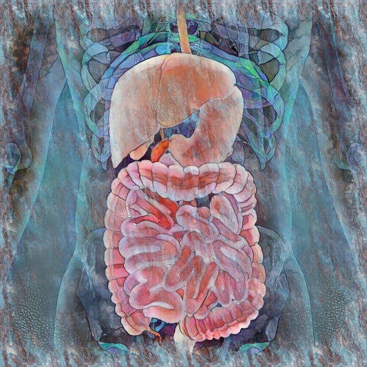 The Iron Gullet (Gastrointestinal Inflammation Help)