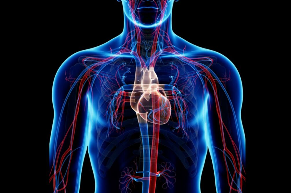Superhuman Cardiovascular System (Morphic Field)