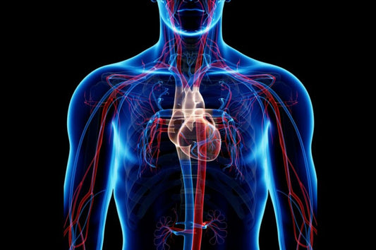 Superhuman Cardiovascular System (Morphic Field)